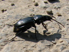 Pterostichus melas