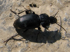 Pterostichus melas