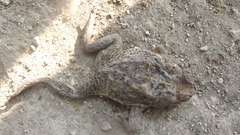 Rhinella horribilis