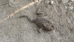 Rhinella horribilis