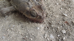 Rhinella horribilis
