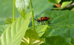 Cereopsius praetorius