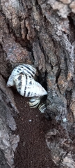 Drymaeus poecilus