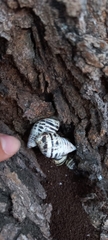 Drymaeus poecilus