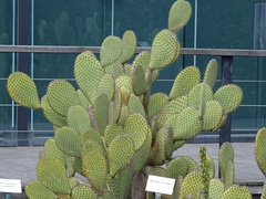 Opuntia scheeri