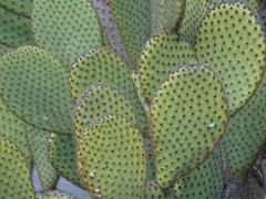 Opuntia scheeri