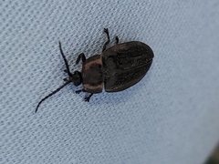 Ellychnia corrusca