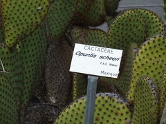 Opuntia scheeri