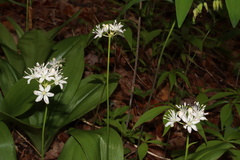 Clintonia umbellulata