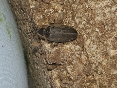 Ellychnia corrusca