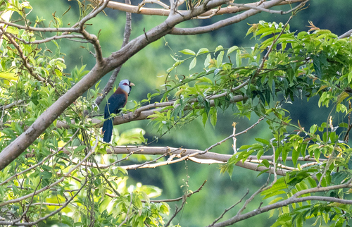 Scale-feathered Malkoha (Dasylophus cumingi), photo 6