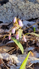 Claytonia virginica