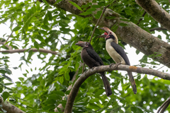 Penelopides manillae