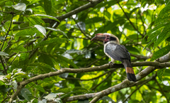 Penelopides manillae