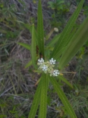 Asclepias nivea
