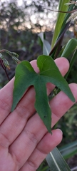 Ipomoea indivisa