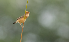 Cisticola exilis