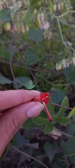 Ipomoea indivisa