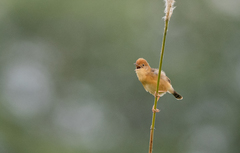 Cisticola exilis