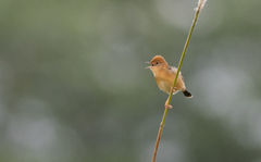 Cisticola exilis