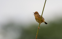 Cisticola exilis