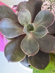 Echeveria gibbiflora × potosina