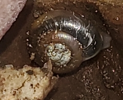 Zonitoides arboreus