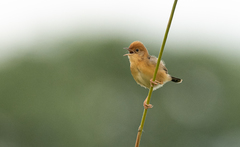 Cisticola exilis