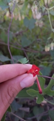 Ipomoea indivisa