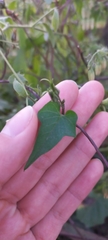Ipomoea indivisa