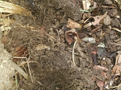 Zonitoides arboreus