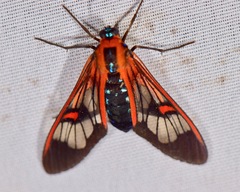 Cosmosoma cingulatum