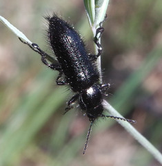 Enicopus ater