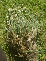 Phalaris minor