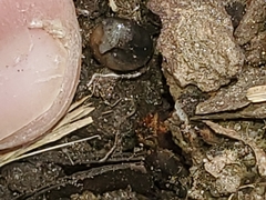 Zonitoides arboreus