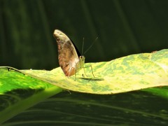 Catonephele acontius