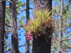 Tillandsia violacea
