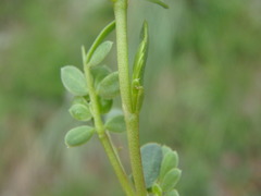 Coronilla minima