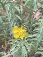 Hypericum concinnum