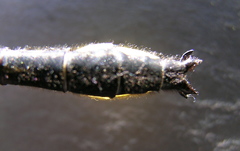 Phanogomphus borealis