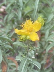 Hypericum concinnum