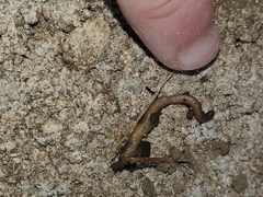 Lumbricus