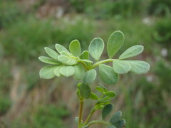 Coronilla minima