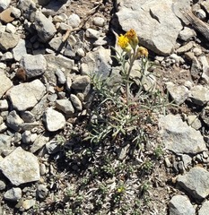 Hymenopappus filifolius