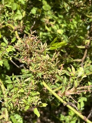 Phyllocoptes fructiphilus