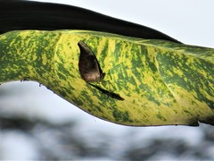 Catonephele acontius