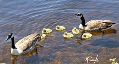 Branta canadensis