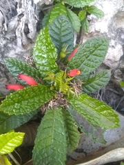 Gesneria