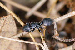 Cephalotes texanus