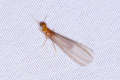 Incisitermes snyderi